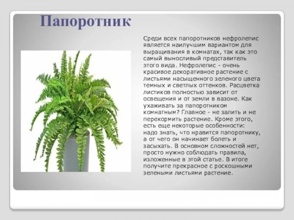 Папоротник