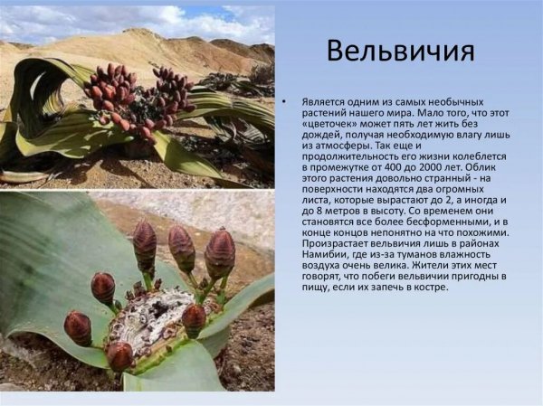 Вельвичия