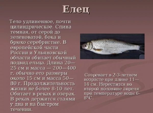 Елец