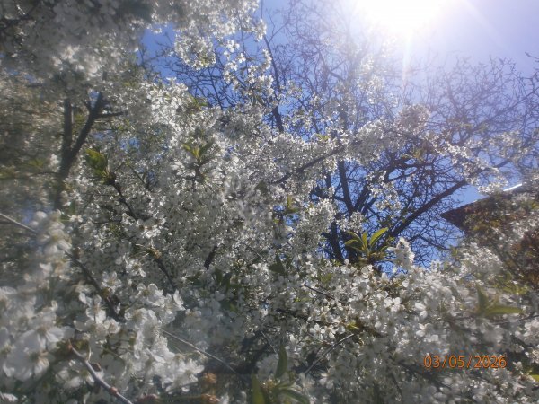 P5030012