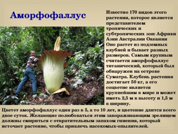 Аморфофаллус