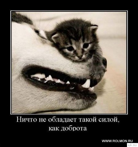 Demotivatory (98)