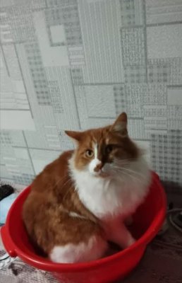 Кошка Кики