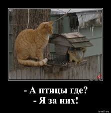 pics
