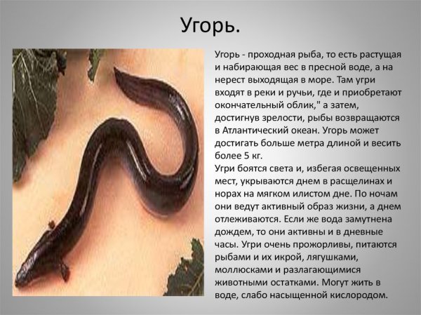 Угорь