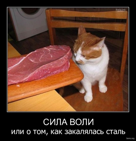 Сила воли