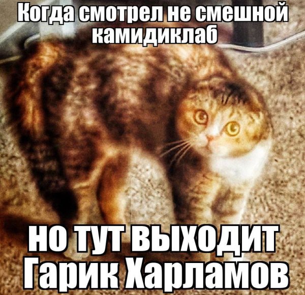 picture_412697977