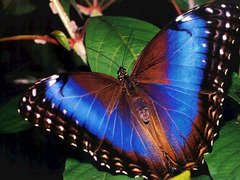 f5c70657b011e61777b099afbee1c198