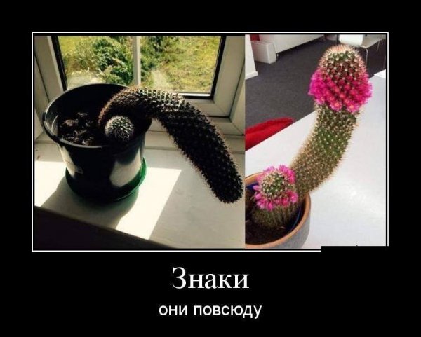 pics