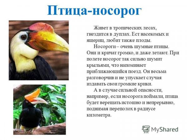 Птица - носорог
