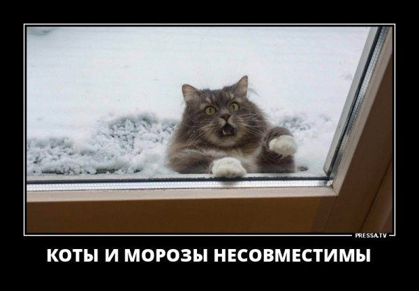 Коты и морозы