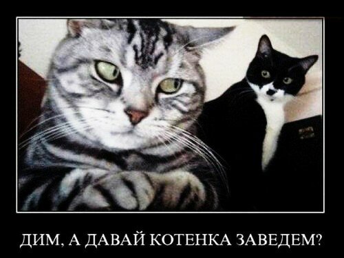 демотиваторы 134848