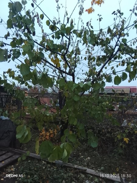 picture_398632557