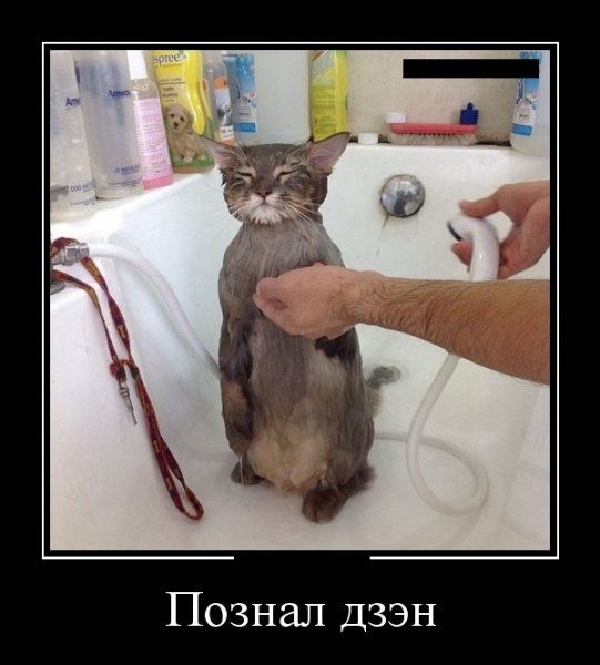 Познал дзэн