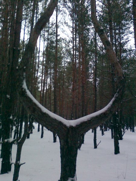 Вечер в сосновом лесу