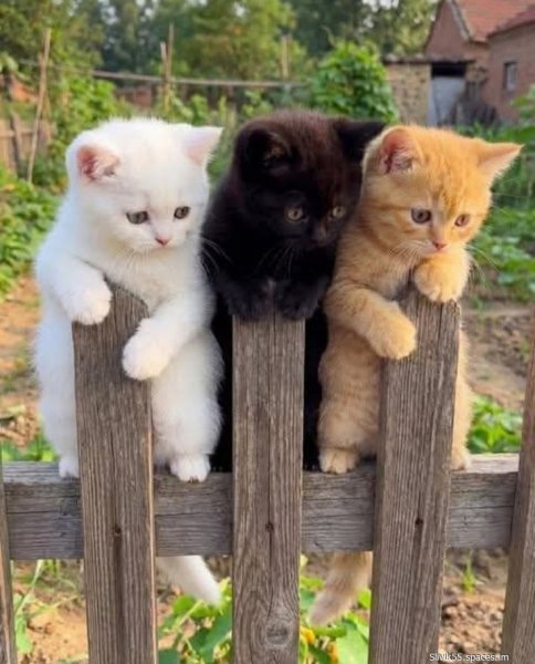 Котята