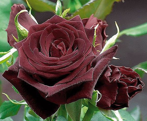 getImage(239)