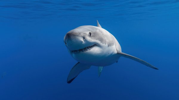 Great-white-shark-4k 211@5@o