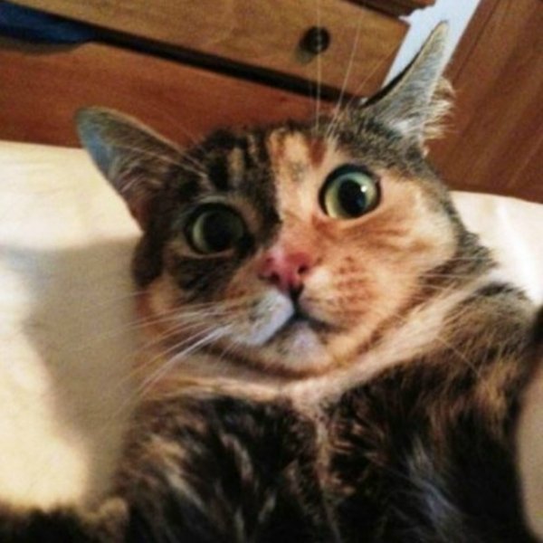 CATRUS