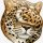 python full pack v20 fp2 os8.0