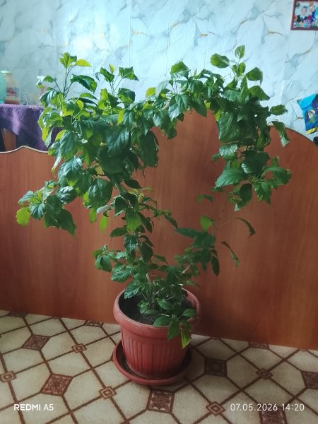 Гибискус сортовой