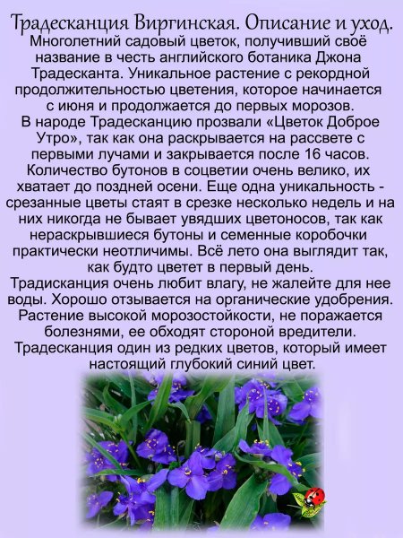 Традесканция Виргинская