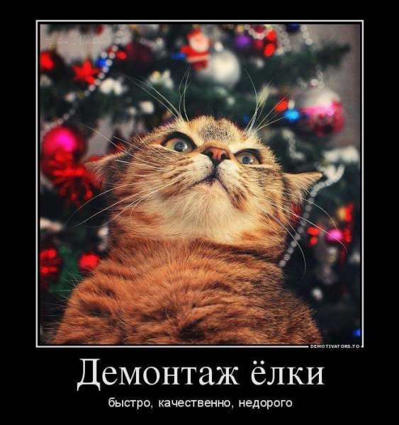 КотЭ)