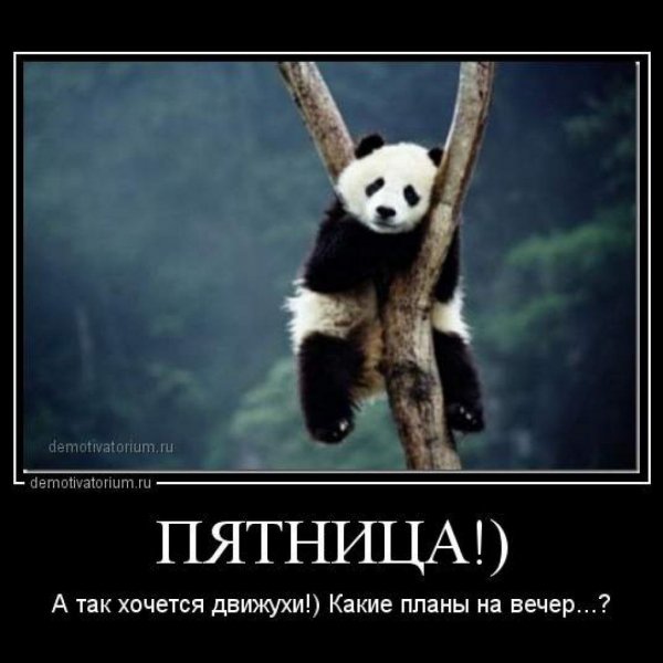 Panda-prikol