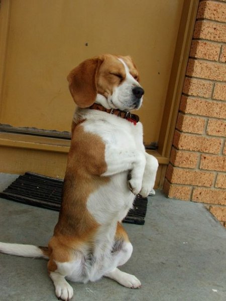 This old beagle girl fell asleep begging! Beagles are hilario