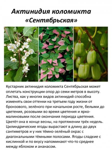 "Сентябрьская"