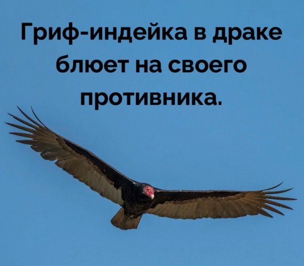 Грифы