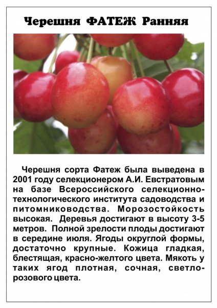 Черешня Фатеж Ранняя