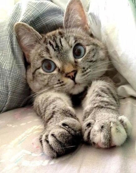 кошечка