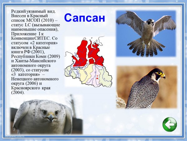 Сапсан