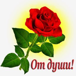 роза