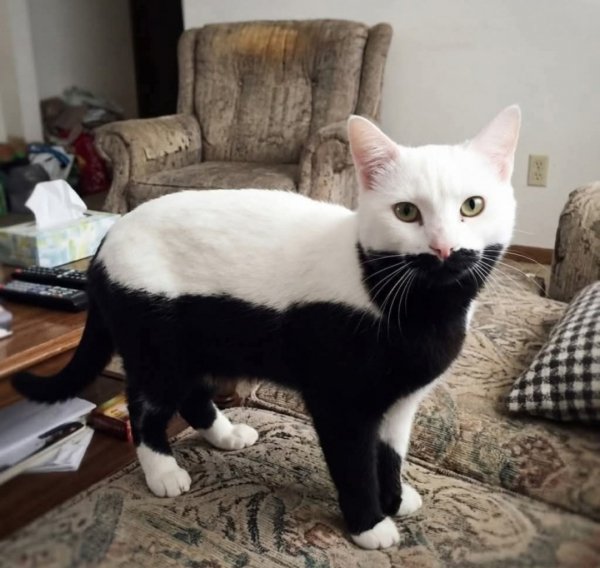 Котик