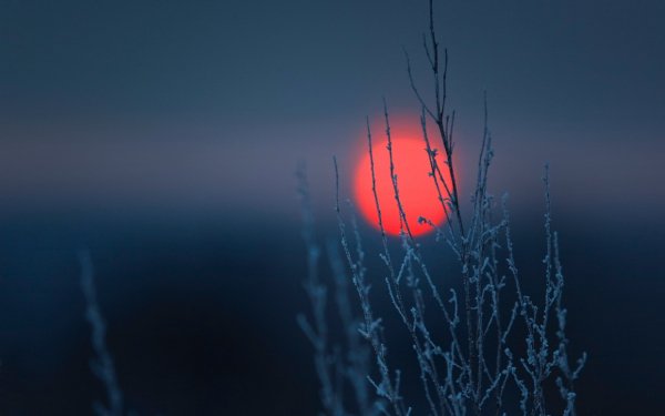 Wintry Sun