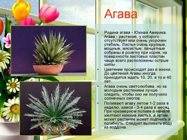 Агава