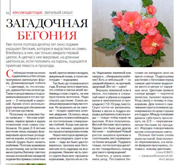 Бегония