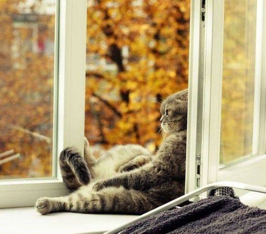 Котэ