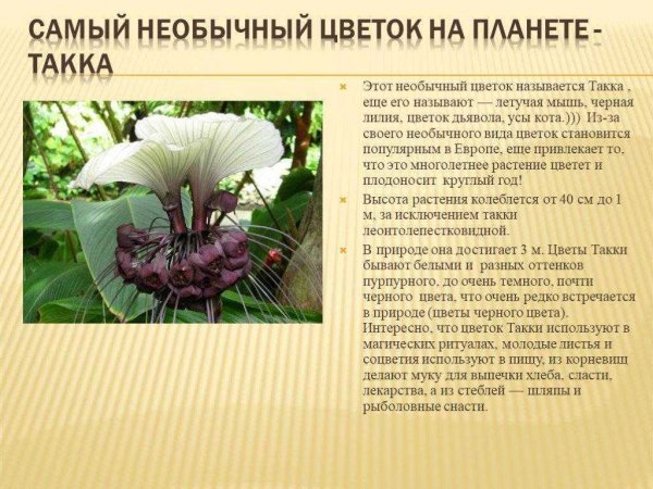Такка