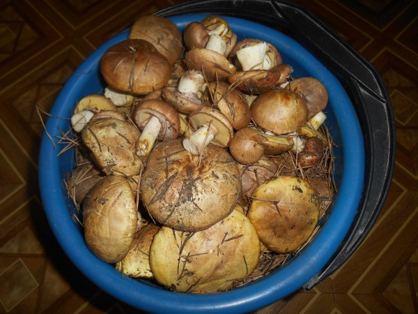 DSCN2106
