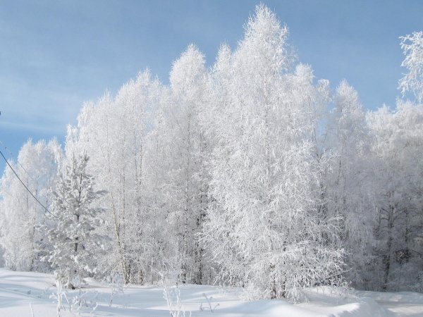 Сказочный лес