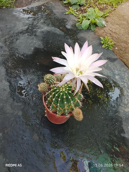 picture_414301971