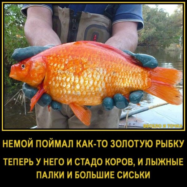 Оба - на!!!