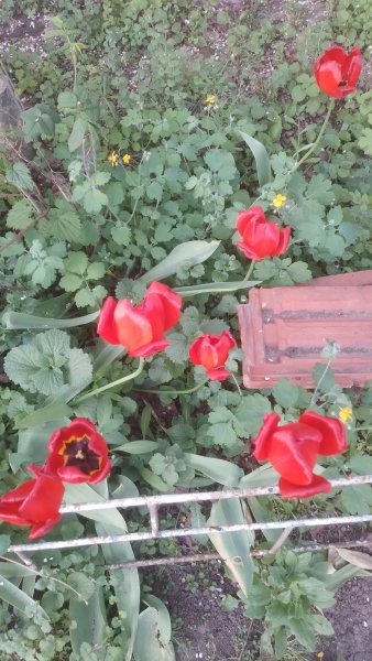 picture_412107655