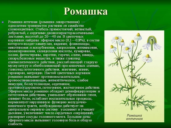 Ромашка