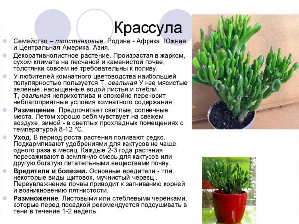 Крассула