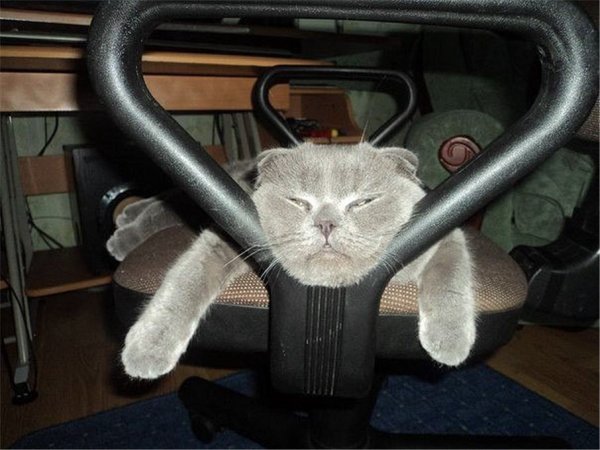 Cats' faces (197)