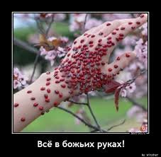 pics